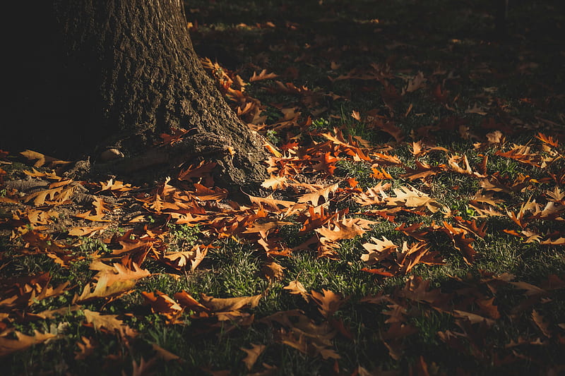 Brown dried leaves on ground, HD wallpaper | Peakpx