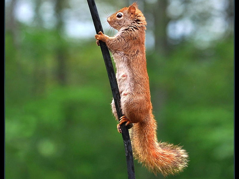 Squirrel, cool, brown, HD wallpaper Squirrel, cool, brown, HD wallpaper