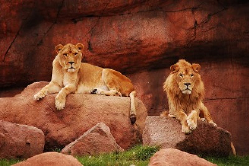 *** Lion Family ***, she, he, boulders, lions, HD wallpaper