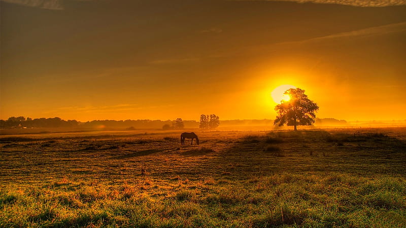 Summer sunrise, dawn, sunset, horse, fog, summer, misty, nature, sunrise, field, meadow, scene, landscape, HD wallpaper