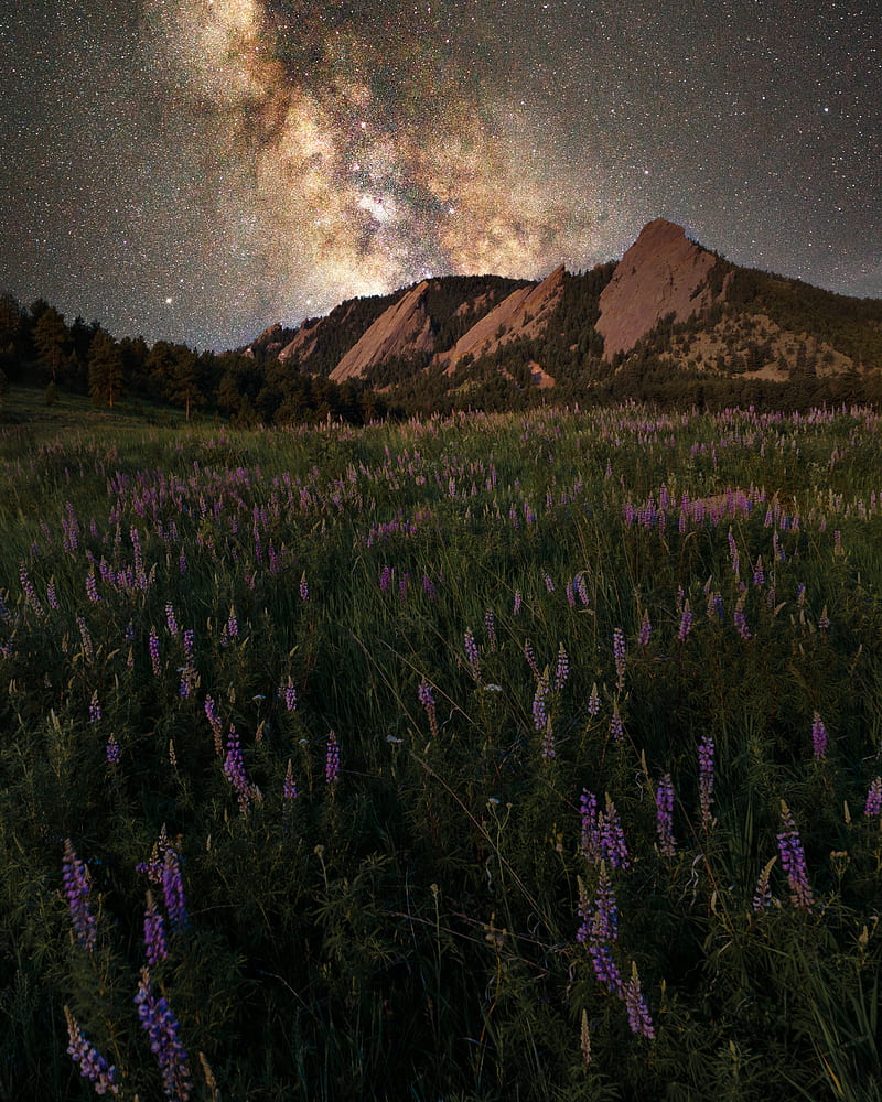 glade, mountain, starry sky, grass, flowers, night, HD phone wallpaper