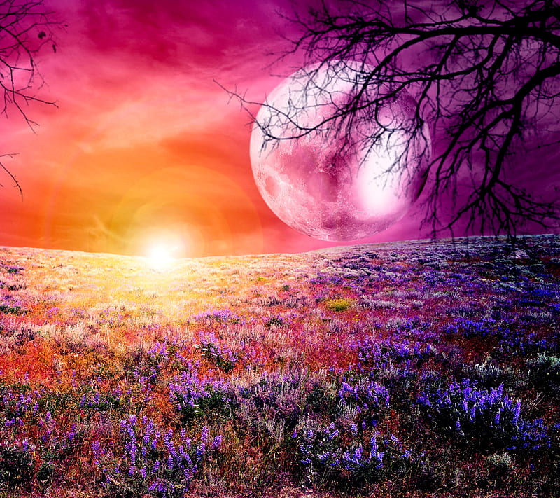 Full Moon Delight, colorful, field, flowers, full moon landscape, moon, nature, purple, scenic, tree, vivid, HD wallpaper