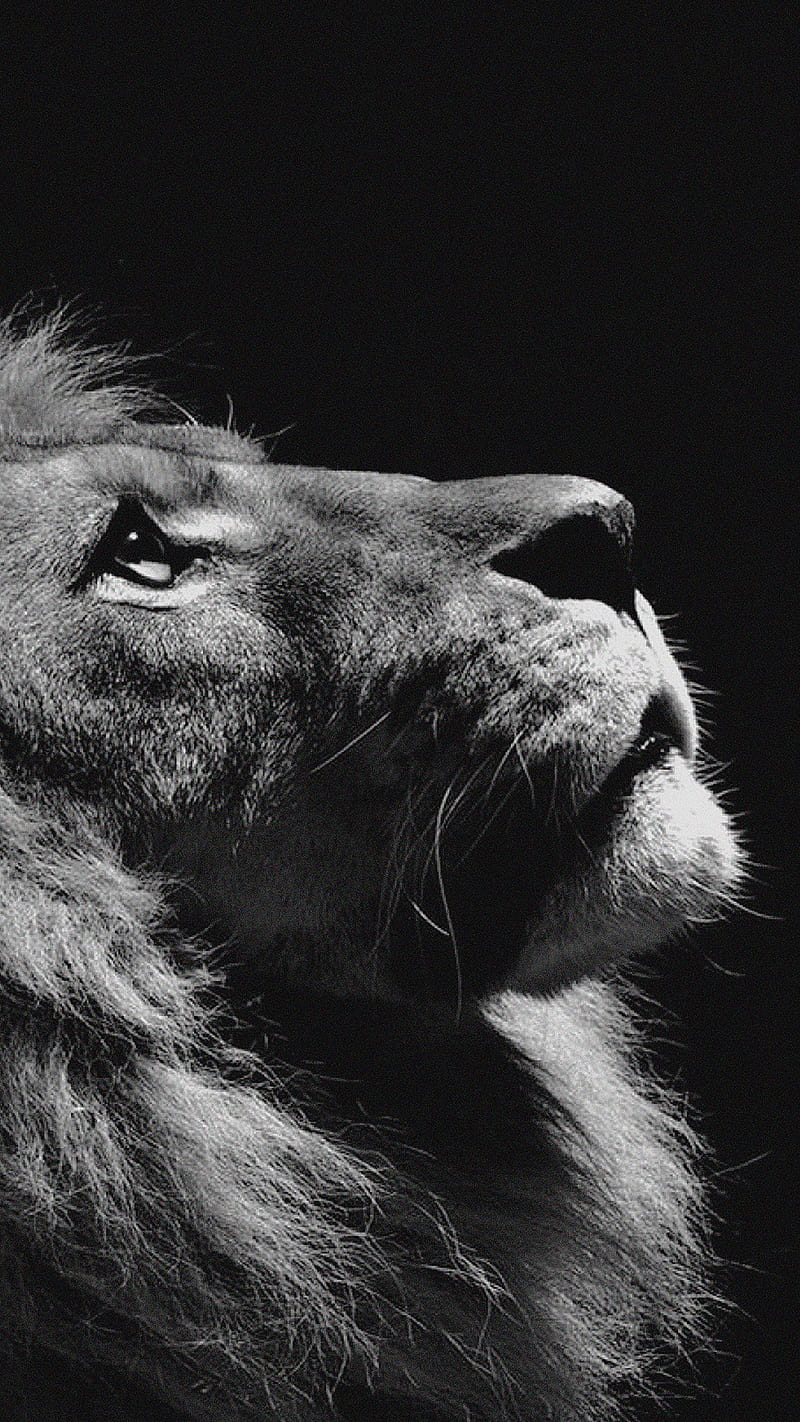 Hopeful Lion , animal, black and white, wild, HD phone wallpaper