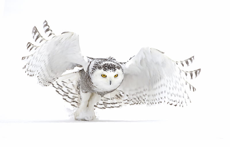 Snowy owl, bufnita, wings, bird, pasari, white, winter, iarna, HD wallpaper