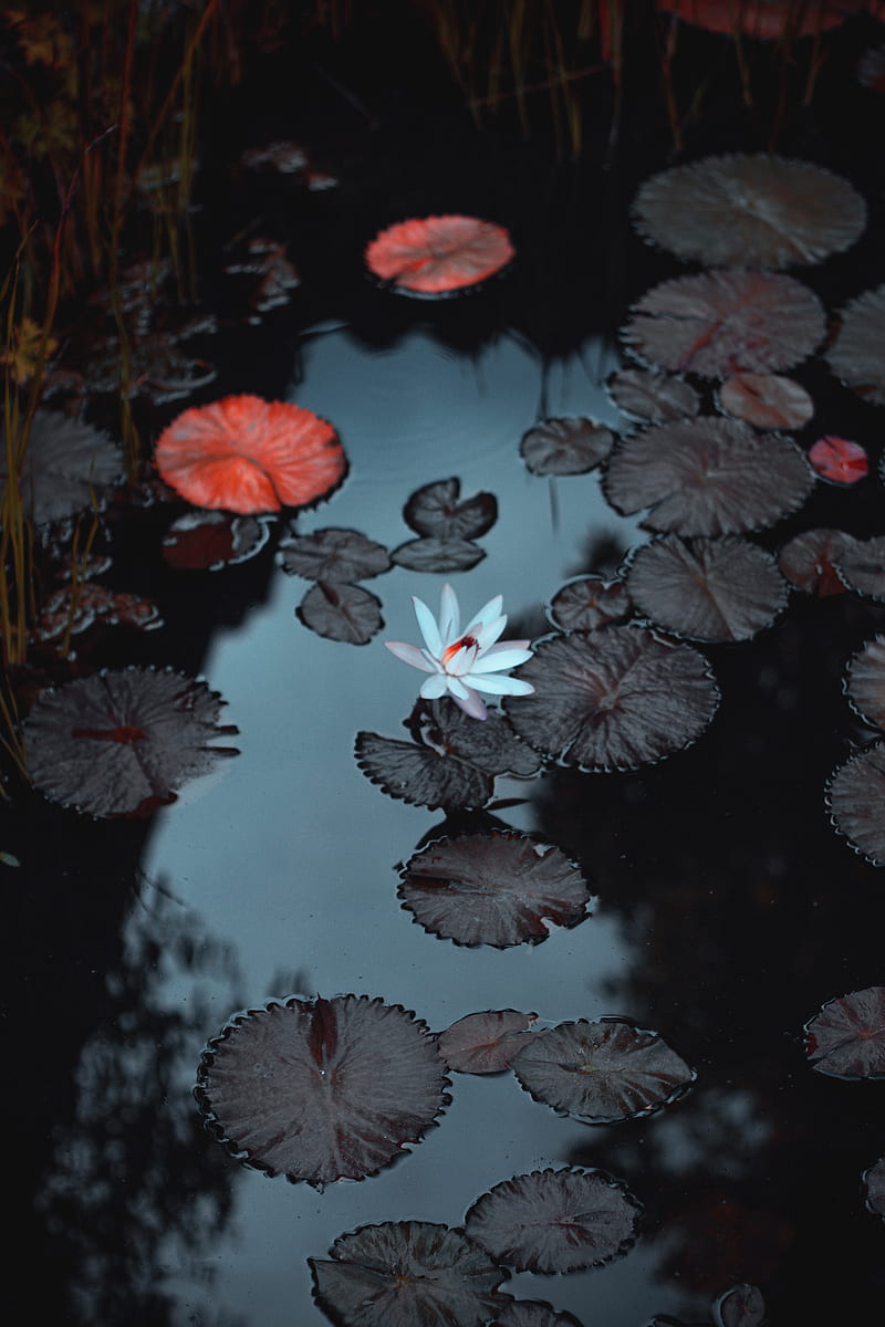 lily, flower, pond, leaves, HD phone wallpaper