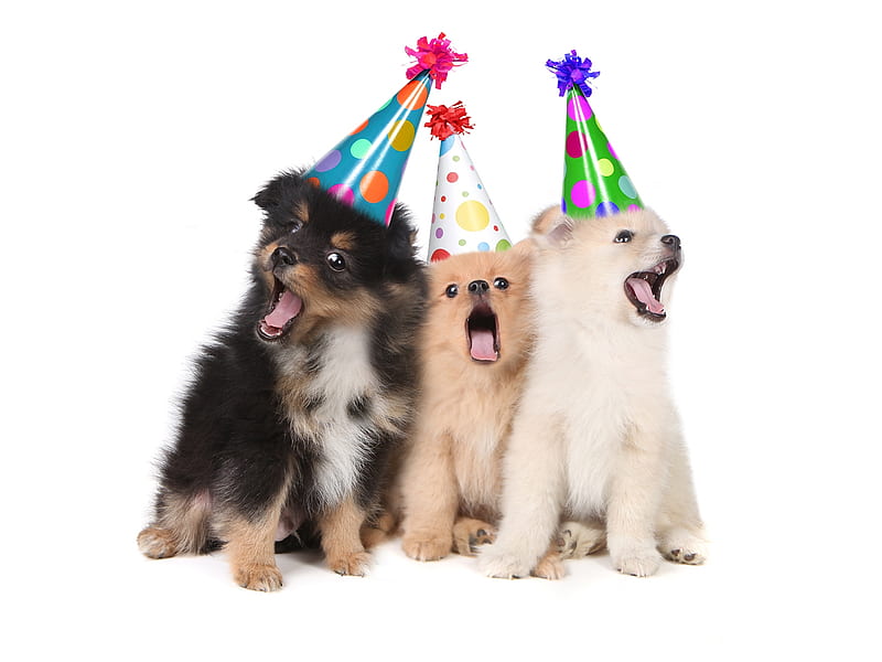 Happy Birtay to youuuu!, caine, birtay, animal, hat, card, cute, song,  trio, HD wallpaper | Peakpx