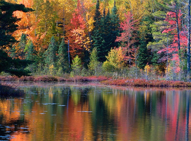 Autumn Pond, fall, fall leaves, autumn, red fall tree lake, autumn ...
