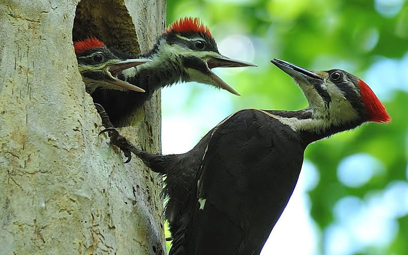 Pileated Woodpecker and Her Babies, birds, tree, woodpeckers, bird, HD wallpaper