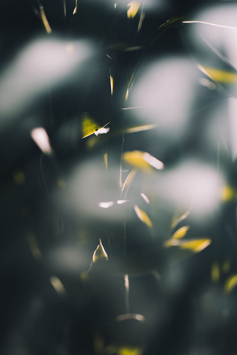 bamboo, plant, blur, glare, light, HD phone wallpaper