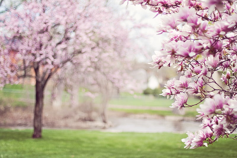 Magnolias, magnolia, tree, green, flower, spring, pink, HD wallpaper