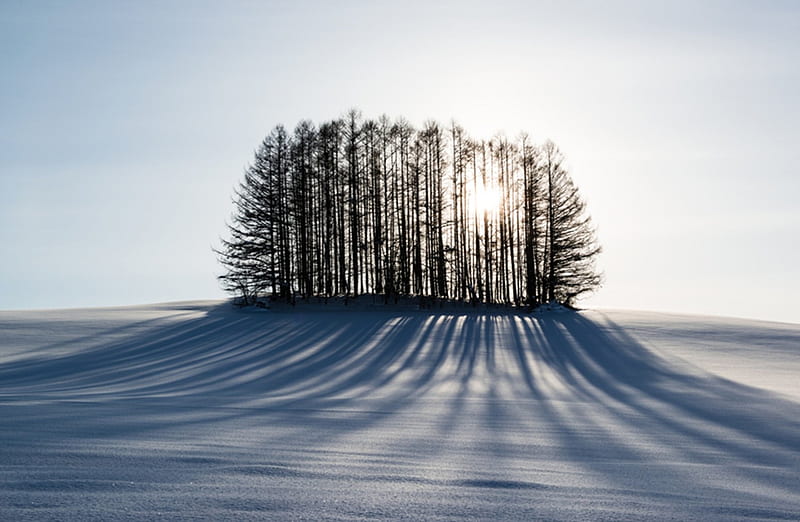 Light and Shadow, WINTER, SNOW, shadow, TRESS, light, HD wallpaper | Peakpx