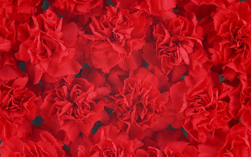 Red carnation, red, flowers, petals, carnations, HD wallpaper