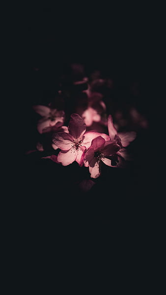 Dark Floral Elegance - Black Aesthetic Flower HD Wallpaper by Laxmonaut