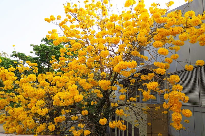 Golden Trumpet tree, bonito, lovely, Bright yellow, Deciduous tree, HD wallpaper