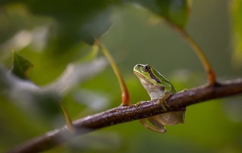 Frogs, Tree Frog, Amphibian, Frog, Wildlife, HD wallpaper