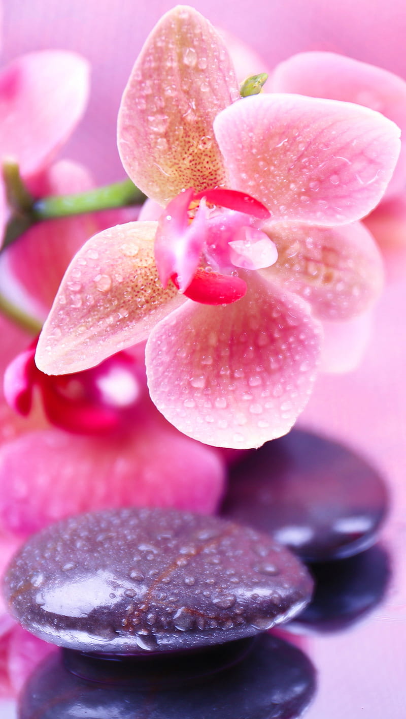 Orchid, drops, flower, pink, relax, spa, stone, water, HD phone wallpaper