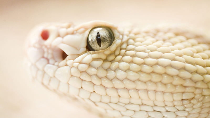 Albino snake, dangerous house, iguana, angry, animal, walls, green , reptile, snake, animals, HD wallpaper