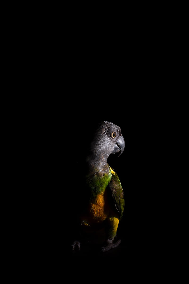 parrot, bird, dark, HD phone wallpaper