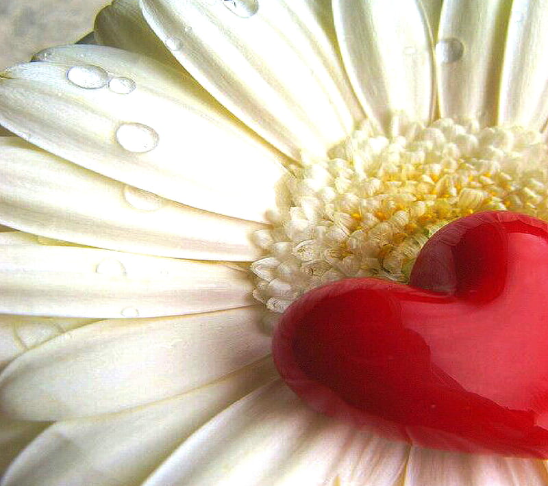 Heart, flower, red, white, HD wallpaper