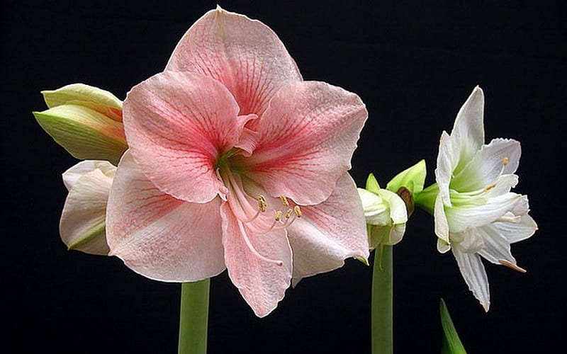 Lilies, flower, nature, dainty, white, pink, HD wallpaper | Peakpx