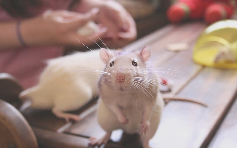 Rat Cute, rat, cute, animals, HD wallpaper
