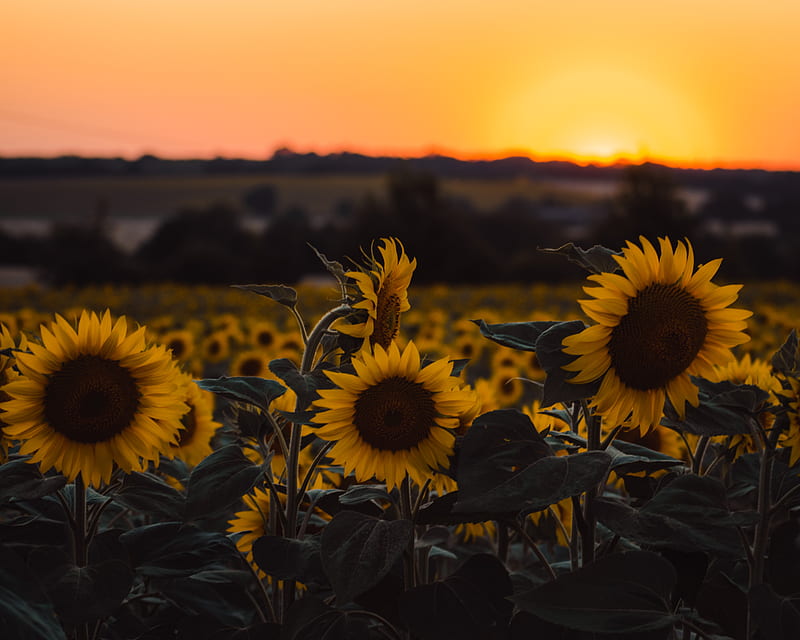 sunflowers, flowers, yellow, field, sunset, HD wallpaper