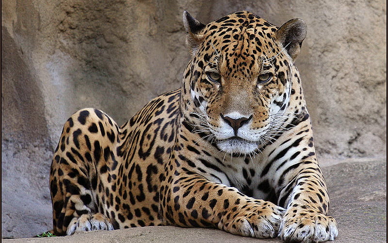 Leopard, paws, spots, rock, tail, ears, desenho, animal, HD wallpaper