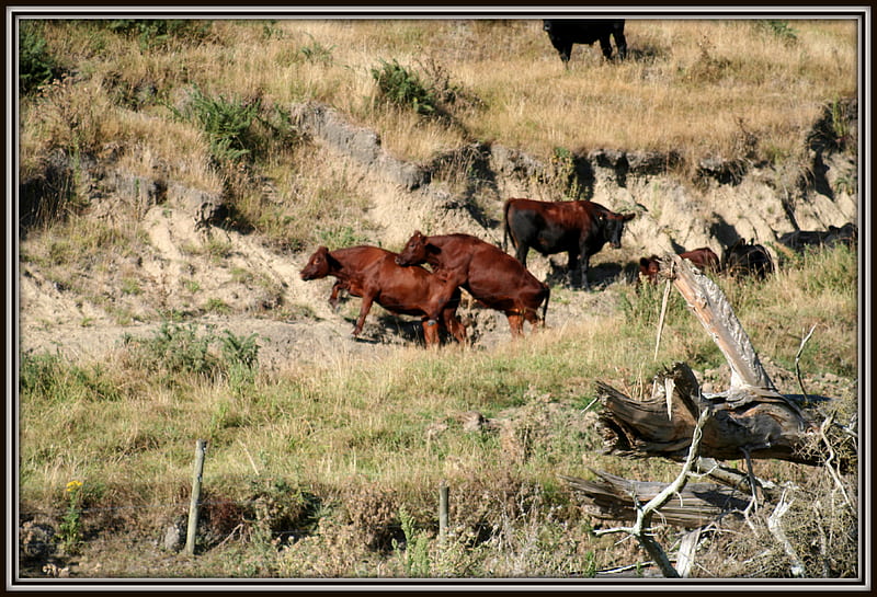 herd of cows, Rangitikei, Nz, farm, new zealand, dry, west, turakina, coast, cows, HD wallpaper