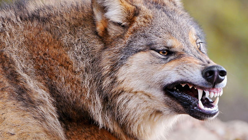 angry wolf, maned wolf nature, abstract, canine, friendship, grey wolf, majestic, wolves, teeth, animals, HD wallpaper