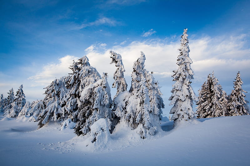 Earth, Winter, Fir Tree, Norway, Snow, HD wallpaper