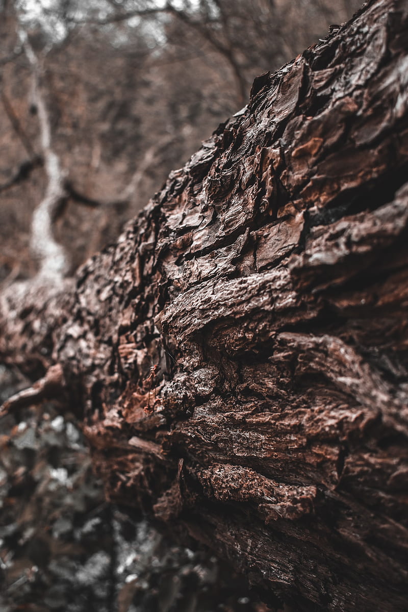 tree, trunk, bark, texture, brown, HD phone wallpaper