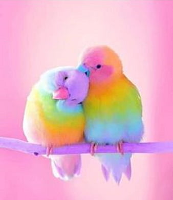 pink parrot wallpaper