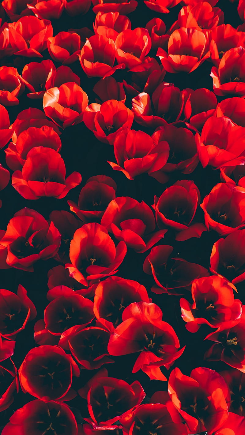 Red Tulip Flowers, flowers, red, roses, HD phone wallpaper