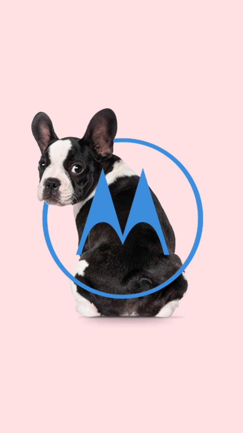 Motorola Pink Dog, bulldog, dogs, moto c, moto g, moto x, moto z, pug, puppies, HD phone wallpaper
