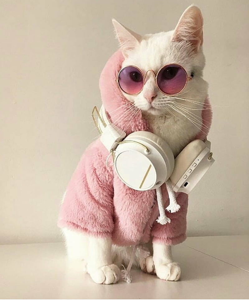 Cool, cat, kitten, headphone, eyeglass, HD phone wallpaper