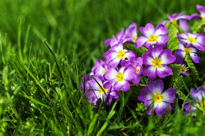Spring flowers, pretty, lovely, grass, bonito, spring, delicate, freshness, primrose, flowers, HD wallpaper