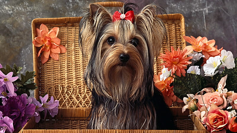 Yorkshire Terrier, red, orange, caine, bow, yorkshire, animal, cute, terrier, basket, flower, puppy, dog, HD wallpaper