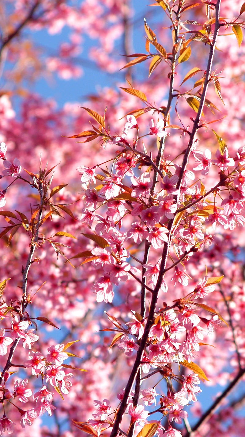 Pink Flowers , nature, blossom, bonito, HD phone wallpaper