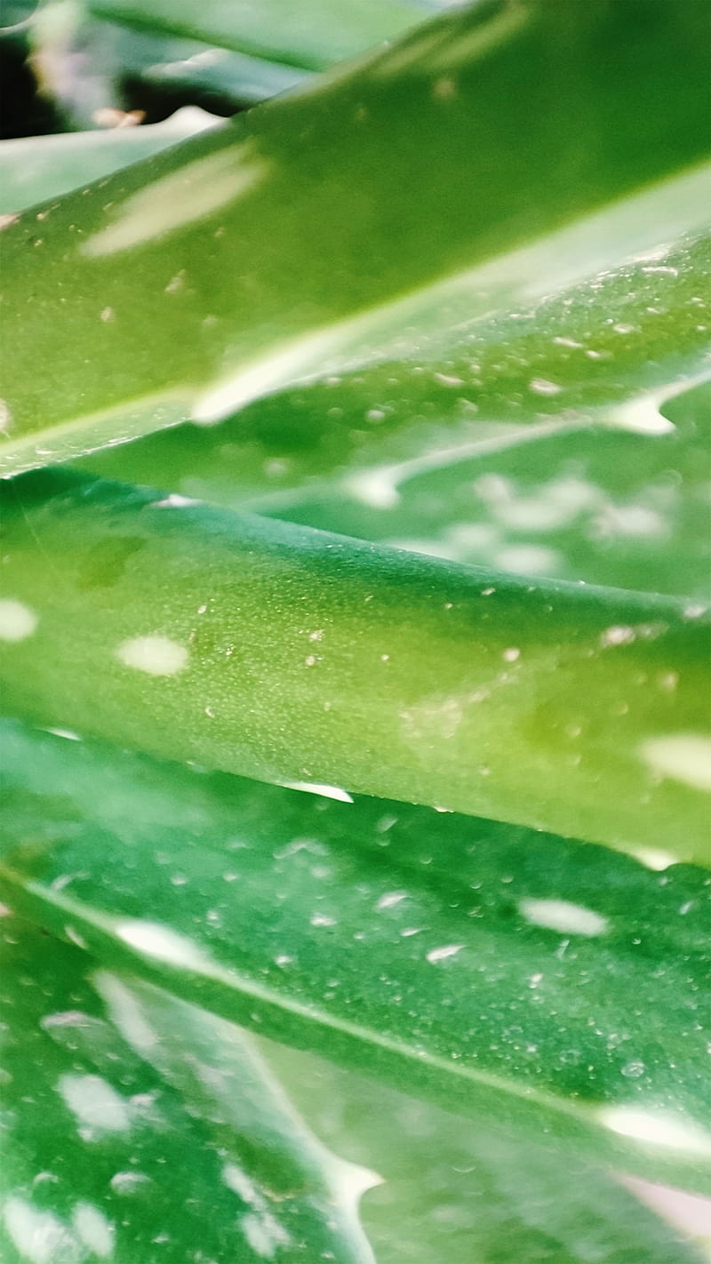 Aloe Vera, alove vera plant, green, green alove vera, macro graphy, HD phone wallpaper