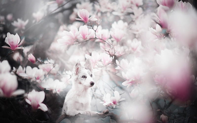Spring, magnolia, australian shepherd, caine, white, pink, dog, animal, HD wallpaper