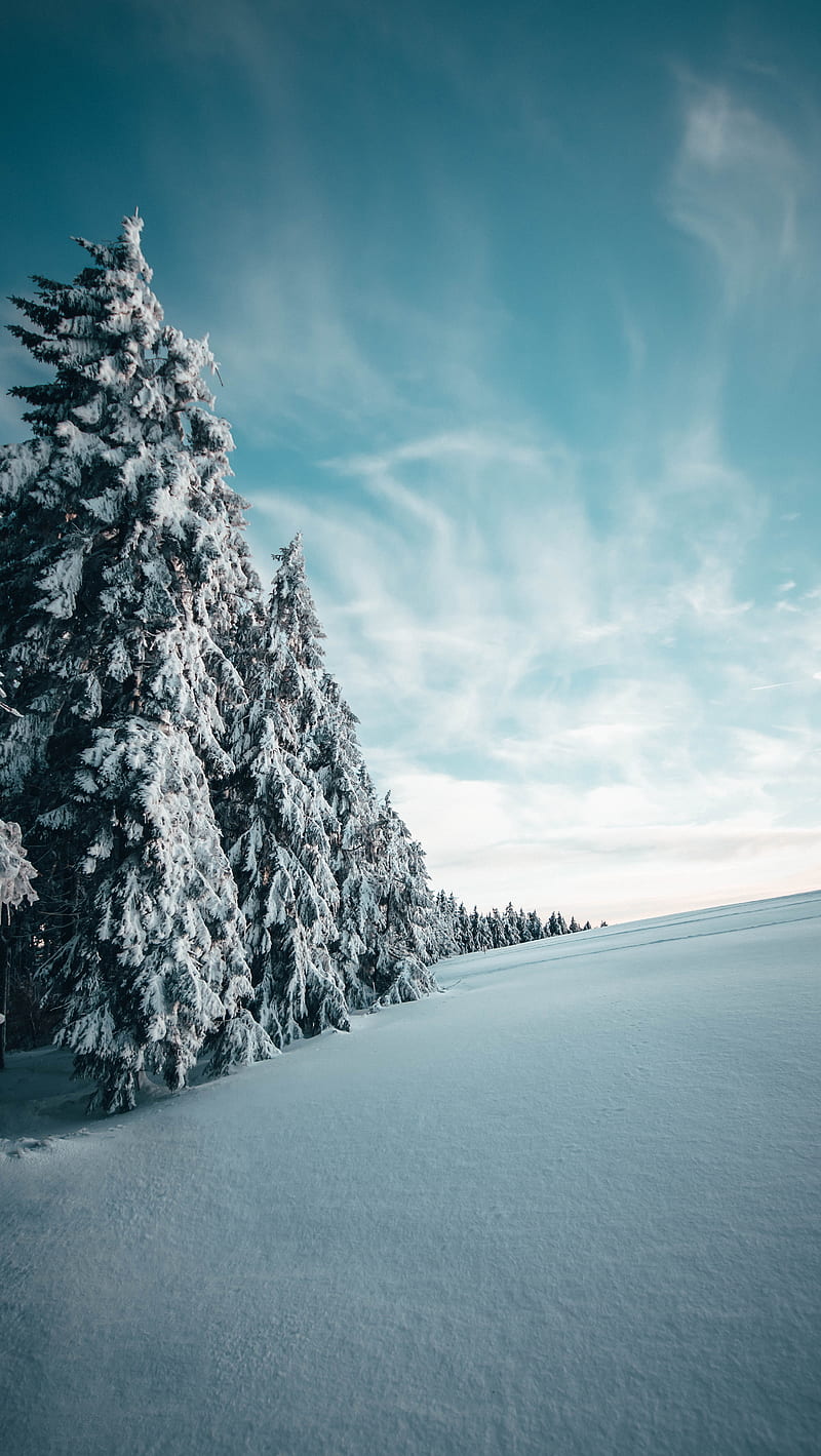 fir, trees, snow, winter, landscape, snowy, HD phone wallpaper
