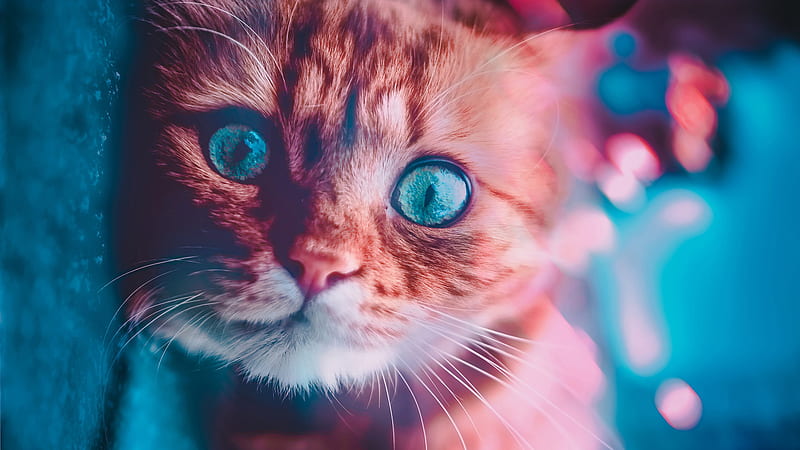 Cat Glowing Eyes, cat, animals, HD wallpaper