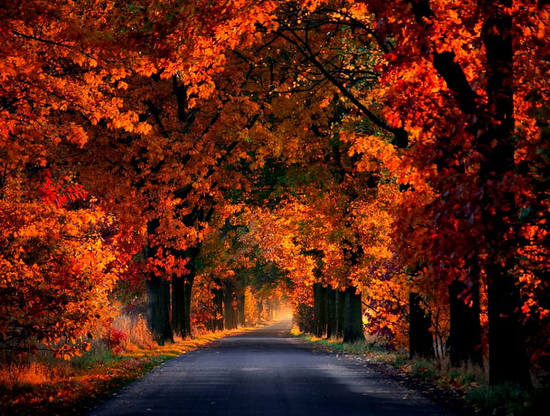 Autumn, forest, fall, woods, trees, leaves, splendor, autumn colors, autumn splendor, nature, road, HD wallpaper