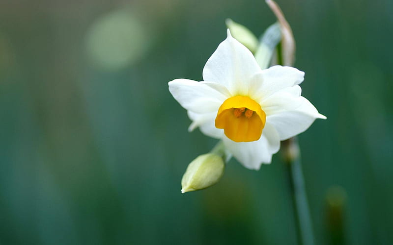 Narcissus-flowers graphy, HD wallpaper
