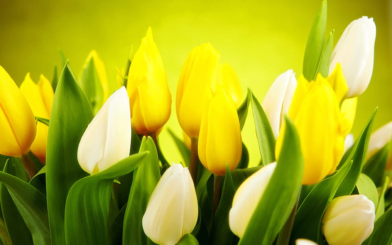 colorful tulips spring flowers, close-up, tulips, HD wallpaper