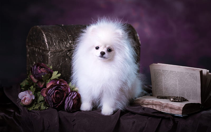 fluffy white pomeranian, Funny white dog, fluffy dog, breeds of dogs, cute animals, HD wallpaper