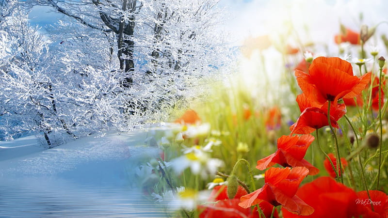 Winter Into Spring, flowers, sun, poppies, cold, fantasy, flowers, frost, warm, wild flowers, collage, spring, trees, winter, daisies, snow, ze, sunshine, field, HD wallpaper