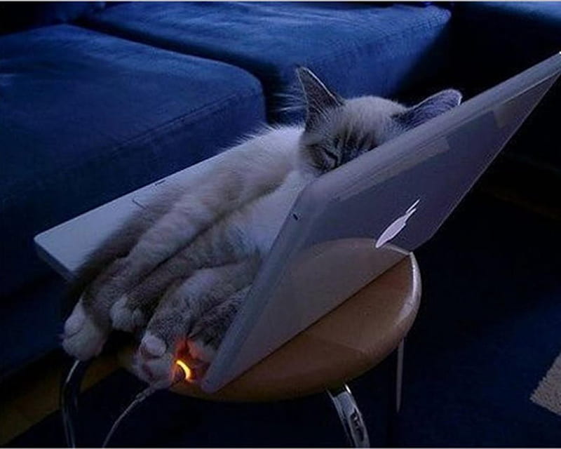 laptop kitty, furry, cute, laptop, kitten, sleeping, HD wallpaper