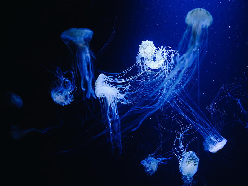 jellyfish, water, underwater, macro, blue, HD wallpaper