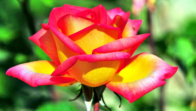 BEAUTIFUL ROSE, colorful, leaves, rose beauty, flowers, nature, flower ...